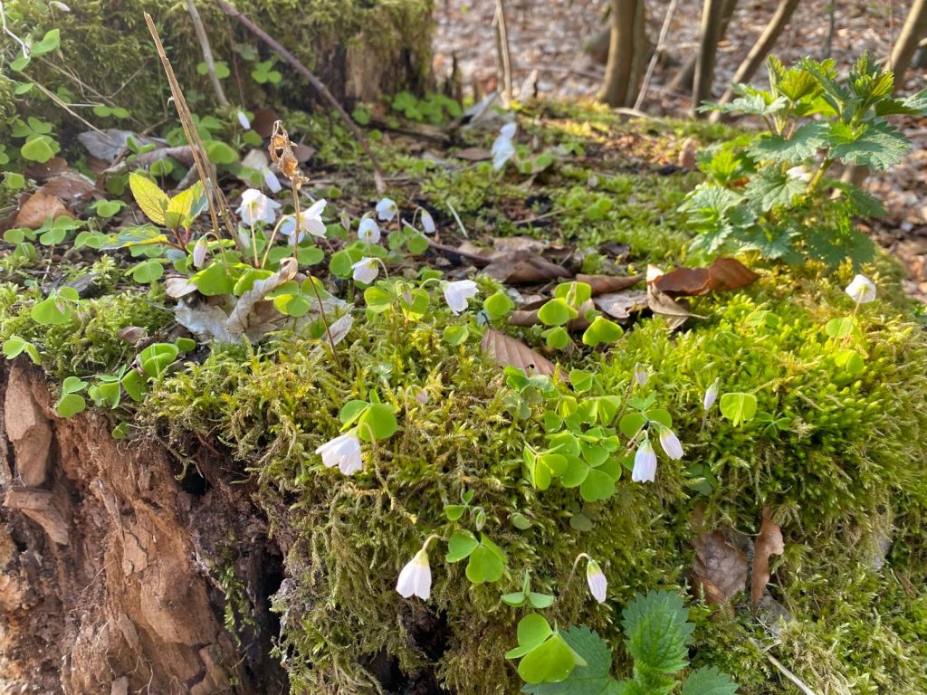 Teutoburger Wald